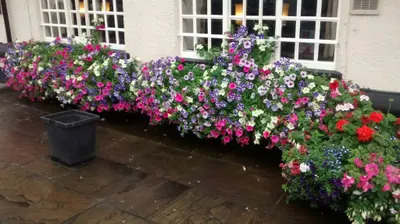 Hanging baskets, bedding plants and garden projects by Low Road Nursery Chesterfield 7