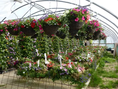 Hanging baskets, bedding plants and garden projects by Low Road Nursery Chesterfield 3