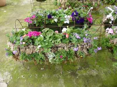 Hanging baskets, bedding plants and garden projects by Low Road Nursery Chesterfield 1