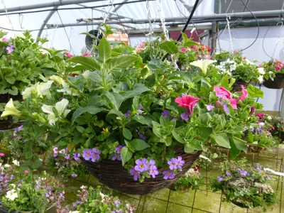 Hanging baskets, bedding plants and garden projects by Low Road Nursery Chesterfield 2
