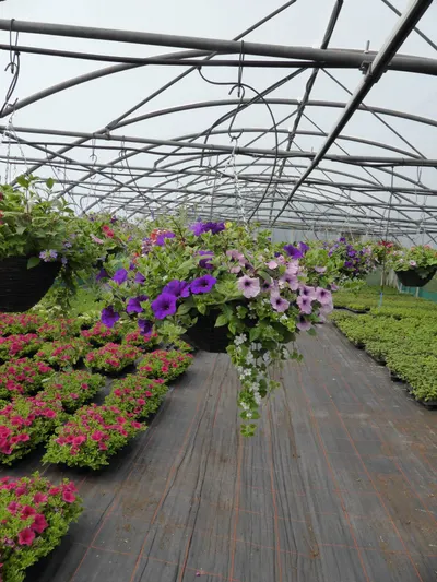 Hanging baskets, bedding plants and garden projects by Low Road Nursery Chesterfield 5