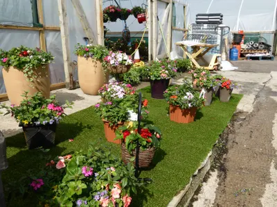 Hanging baskets, bedding plants and garden projects by Low Road Nursery Chesterfield 4