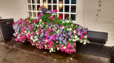 Hanging baskets, bedding plants and garden projects by Low Road Nursery Chesterfield 6