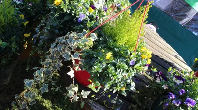 Hanging baskets, bedding plants and garden projects by Low Road Nursery Chesterfield 10