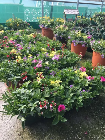 Hanging baskets, bedding plants and garden projects by Low Road Nursery Chesterfield 18