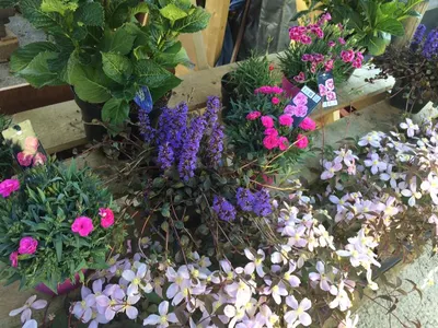 Hanging baskets, bedding plants and garden projects by Low Road Nursery Chesterfield 19