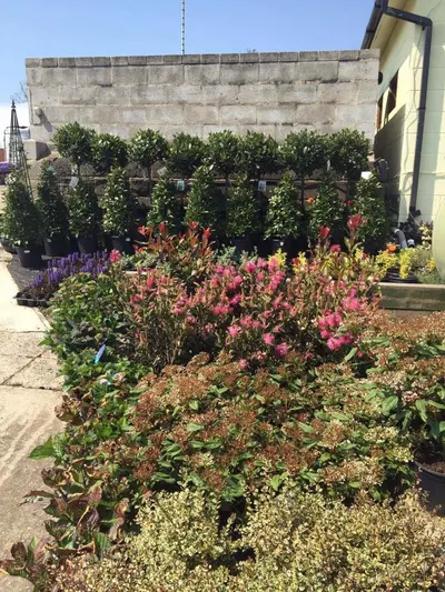 Hanging baskets, bedding plants and garden projects by Low Road Nursery Chesterfield 16
