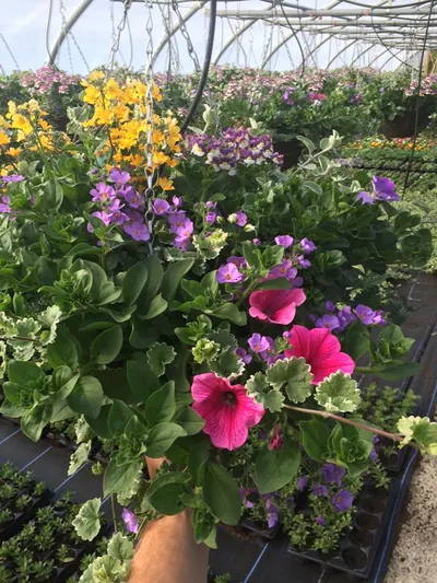 Hanging baskets, bedding plants and garden projects by Low Road Nursery Chesterfield 20