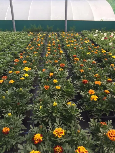 Hanging baskets, bedding plants and garden projects by Low Road Nursery Chesterfield 17
