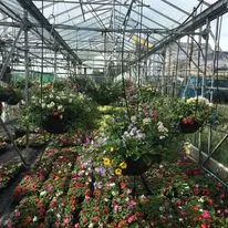 Hanging baskets, bedding plants and garden projects by Low Road Nursery Chesterfield 45