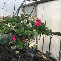 Hanging baskets, bedding plants and garden projects by Low Road Nursery Chesterfield 26