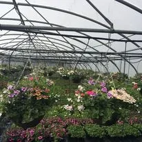 Hanging baskets, bedding plants and garden projects by Low Road Nursery Chesterfield 48
