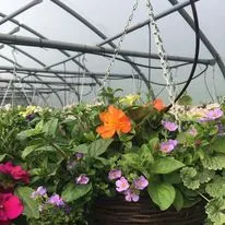Hanging baskets, bedding plants and garden projects by Low Road Nursery Chesterfield 42
