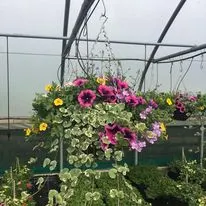 Hanging baskets, bedding plants and garden projects by Low Road Nursery Chesterfield 47