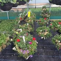 Hanging baskets, bedding plants and garden projects by Low Road Nursery Chesterfield 34