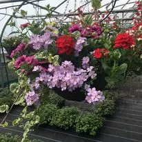 Hanging baskets, bedding plants and garden projects by Low Road Nursery Chesterfield 43