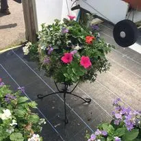 Hanging baskets, bedding plants and garden projects by Low Road Nursery Chesterfield 56