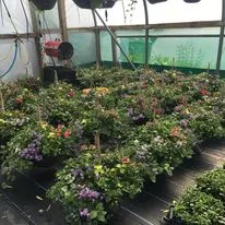 Hanging baskets, bedding plants and garden projects by Low Road Nursery Chesterfield 23