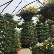 Hanging baskets, bedding plants and garden projects by Low Road Nursery Chesterfield 39