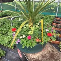 Hanging baskets, bedding plants and garden projects by Low Road Nursery Chesterfield 38