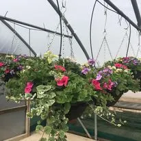 Hanging baskets, bedding plants and garden projects by Low Road Nursery Chesterfield 30