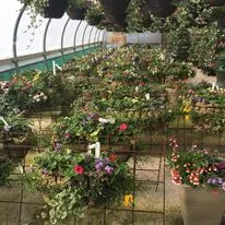 Hanging baskets, bedding plants and garden projects by Low Road Nursery Chesterfield 31