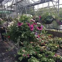 Hanging baskets, bedding plants and garden projects by Low Road Nursery Chesterfield 44