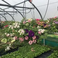 Hanging baskets, bedding plants and garden projects by Low Road Nursery Chesterfield 27