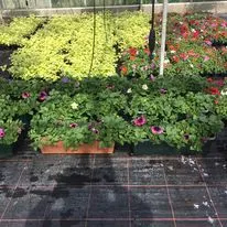 Hanging baskets, bedding plants and garden projects by Low Road Nursery Chesterfield 46