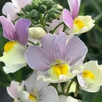 Hanging baskets, bedding plants and garden projects by Low Road Nursery Chesterfield 36