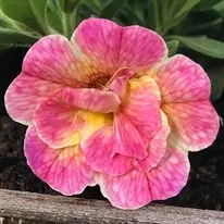 Hanging baskets, bedding plants and garden projects by Low Road Nursery Chesterfield 33