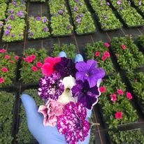 Hanging baskets, bedding plants and garden projects by Low Road Nursery Chesterfield 40
