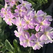 Hanging baskets, bedding plants and garden projects by Low Road Nursery Chesterfield 35
