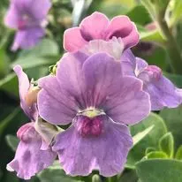 Hanging baskets, bedding plants and garden projects by Low Road Nursery Chesterfield 32