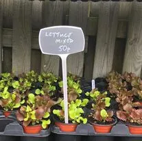 Hanging baskets, bedding plants and garden projects by Low Road Nursery Chesterfield 21