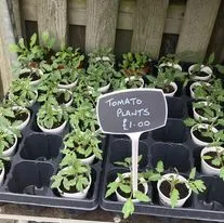 Hanging baskets, bedding plants and garden projects by Low Road Nursery Chesterfield 28