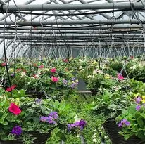 Hanging baskets, bedding plants and garden projects by Low Road Nursery Chesterfield 29