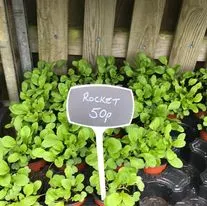 Hanging baskets, bedding plants and garden projects by Low Road Nursery Chesterfield 25