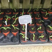 Hanging baskets, bedding plants and garden projects by Low Road Nursery Chesterfield 22
