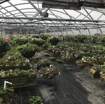 Hanging baskets, bedding plants and garden projects by Low Road Nursery Chesterfield 37