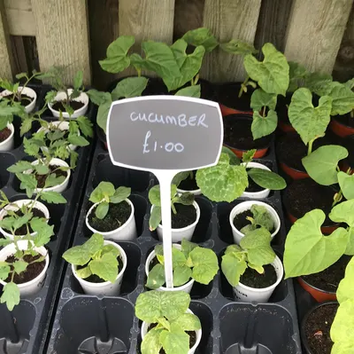 Hanging baskets, bedding plants and garden projects by Low Road Nursery Chesterfield 12