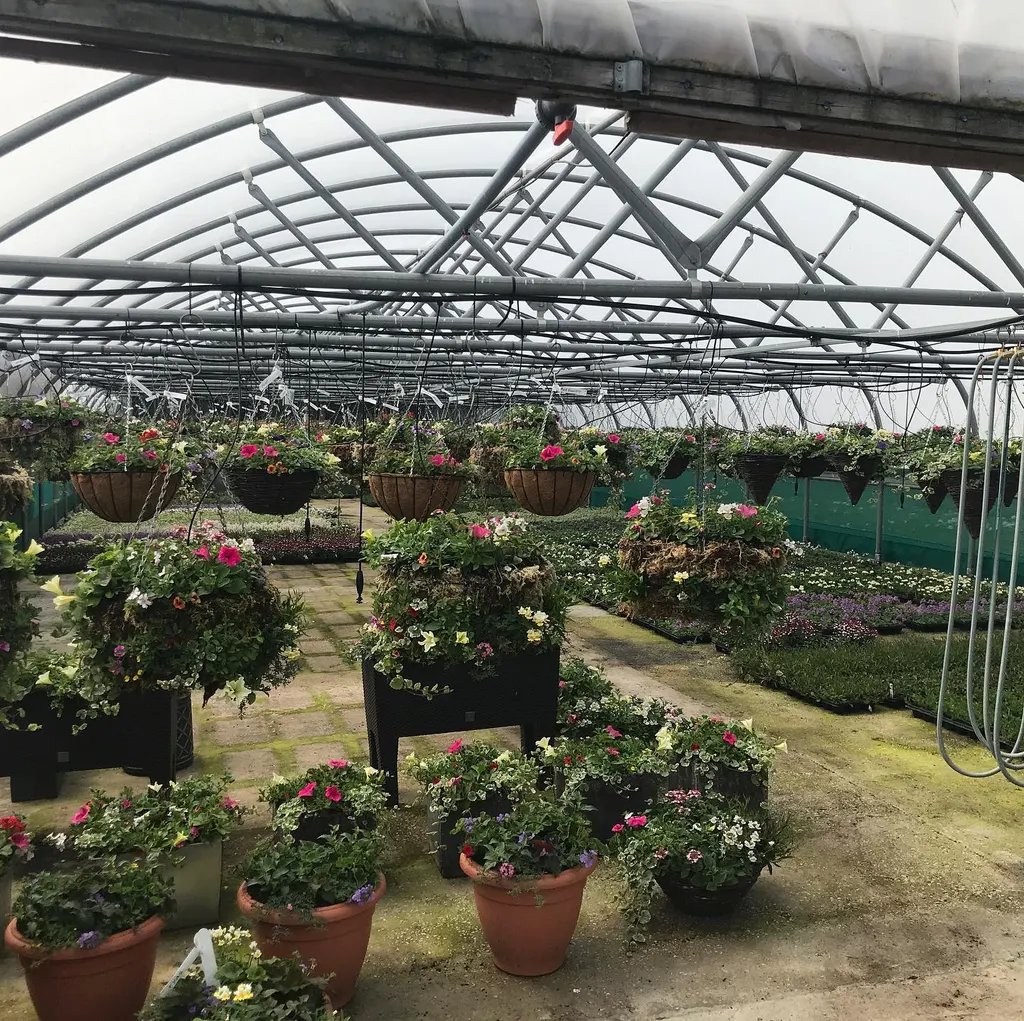 Hanging baskets planted with begonia and fuchsia Low Road Nursery Chesterfield