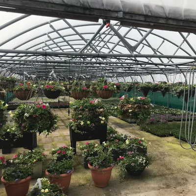 Hanging baskets, bedding plants and garden projects by Low Road Nursery Chesterfield 13