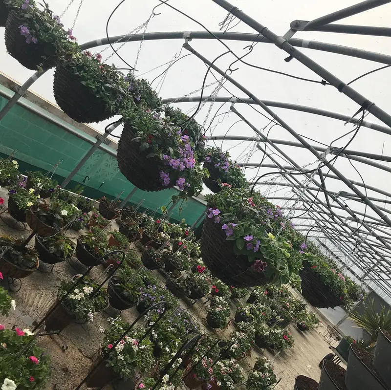 Summer bedding plants grown at Low Road Nursery Clowne Chesterfield